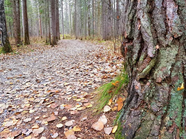 Walking Trail Autumn Forest — стоковое фото