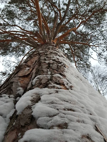 Snow Lies Tree Trunk — Stock Fotó