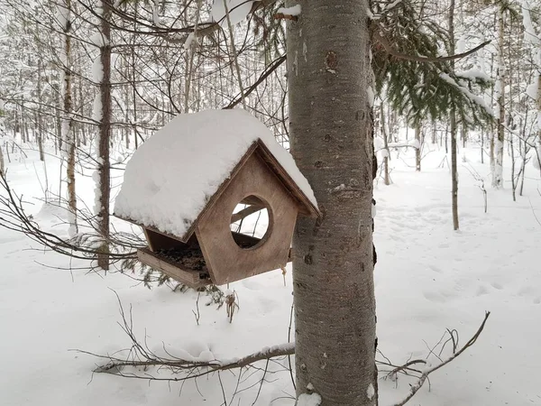 Bird Feeder Snowy Forest — Zdjęcie stockowe