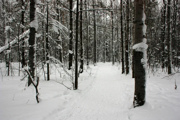 Snow Trail Winter Forest — Fotografia de Stock