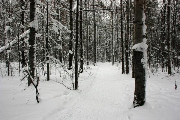 Snow Trail Winter Forest — 스톡 사진