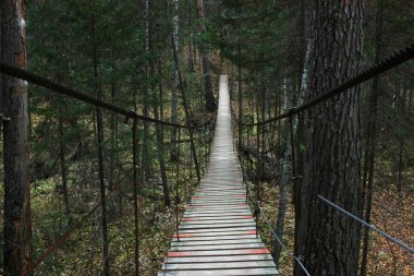 Pedestrian wooden bridge in the dark forest
