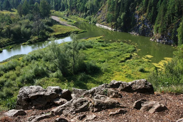 Деревья Растут Берегах Скалистого Берега — стоковое фото