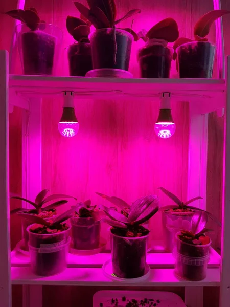 Orchideenblüten Licht Der Phytolampen — Stockfoto