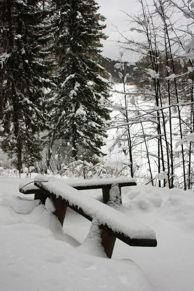 Banco Bosque Invierno Cubierto Nieve —  Fotos de Stock
