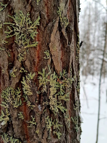 Зеленый Мох Растущий Стволе Дерева — стоковое фото
