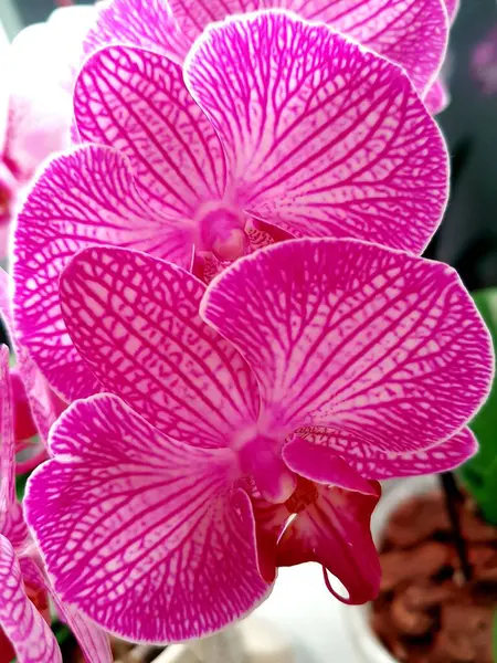 Pétales Juteux Lumineux Une Fleur Orchidée — Photo