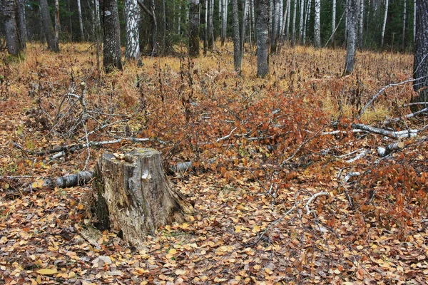 Tronco Velho Uma Árvore Uma Clareira — Fotografia de Stock