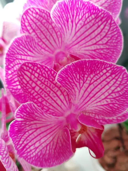 Pétales Orchidées Délicates Avec Veines Roses — Photo