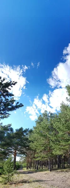 Блакитне Небо Над Лісом — стокове фото