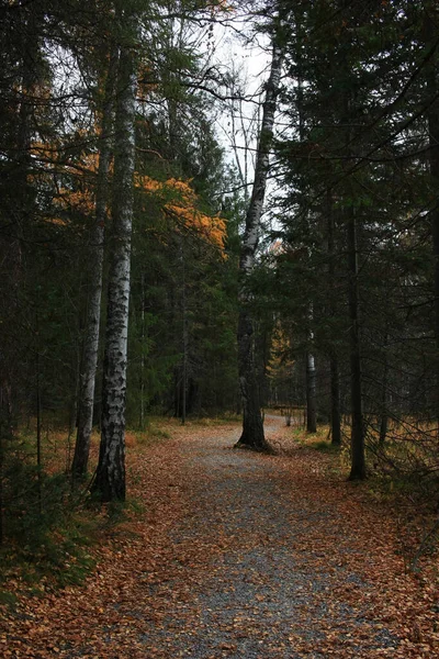 Feldweg Herbstwald — Stockfoto