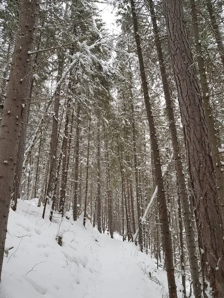Зимний Лес Покрытый Снегом — стоковое фото