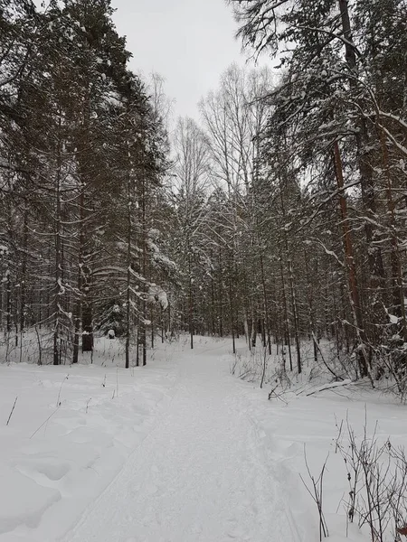 被雪覆盖的冬季森林 — 图库照片