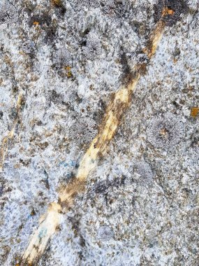 Sarı mineral damarları gri taşta