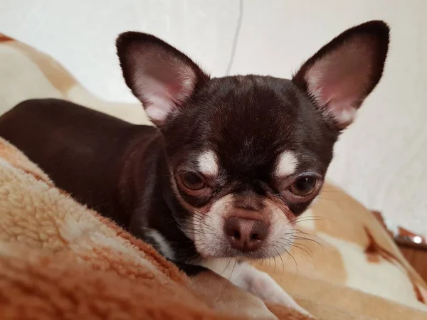 Chihuahua Κουτάβι Βρίσκεται Στον Καναπέ — Φωτογραφία Αρχείου