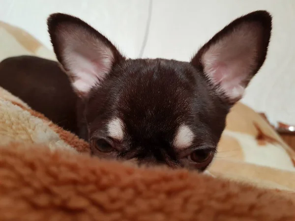 Chihuahua Welpe Liegt Auf Der Couch — Stockfoto