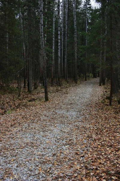 Wanderweg Dunklen Herbstwald — Stockfoto