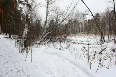 Nehir kıyısında karla kaplı ağaçlar