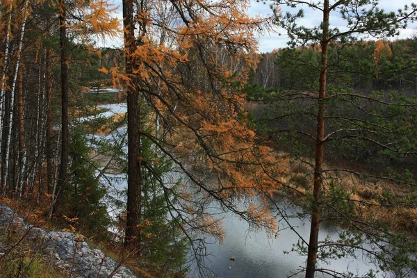 Bäume Wachsen Ufer Des Flusses — Stockfoto