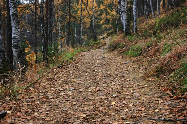 Spazierweg Herbstlichen Wald — Stockfoto