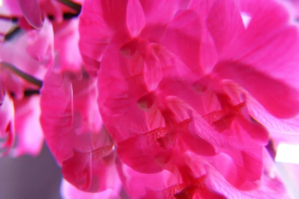 Vakre Rosa Orkide Blomsterblader – stockfoto