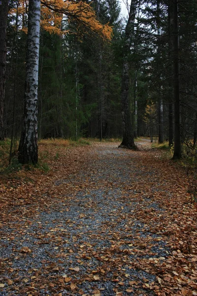 Caminho País Floresta Escura Outono — Fotografia de Stock