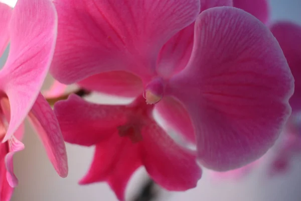 Délicate Fleur Orchidée Rose Pétales — Photo