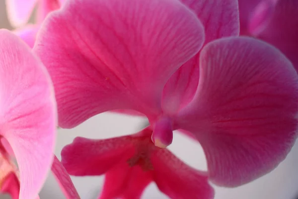 Zarte Rosa Orchideenblütenblätter — Stockfoto