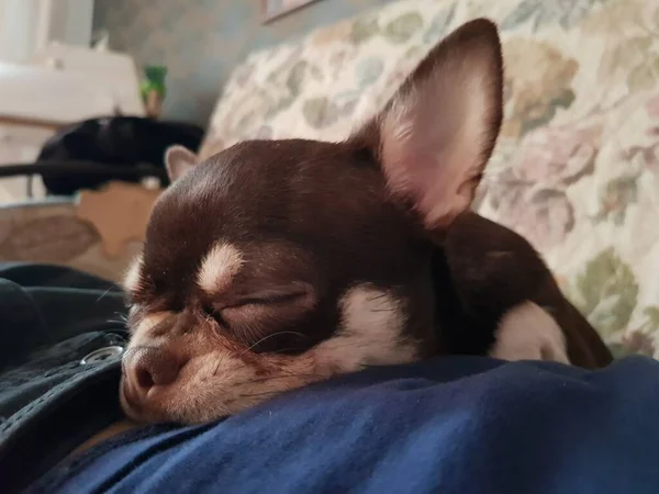 Chihuahua Cachorro Dormindo Estômago Uma Pessoa — Fotografia de Stock