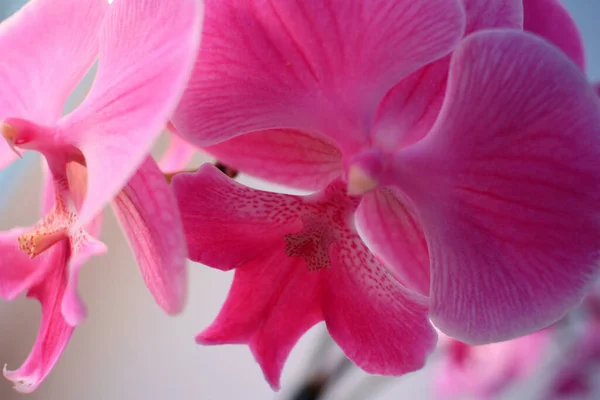 Pétalas Flores Orquídea Rosa Delicada — Fotografia de Stock