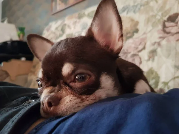 Chihuahua Chiot Couché Sur Ventre Une Personne — Photo