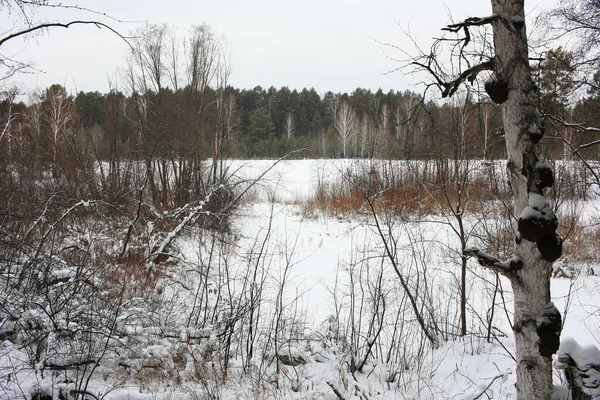 Arbres Sur Rive Une Rivière Gelée Images De Stock Libres De Droits