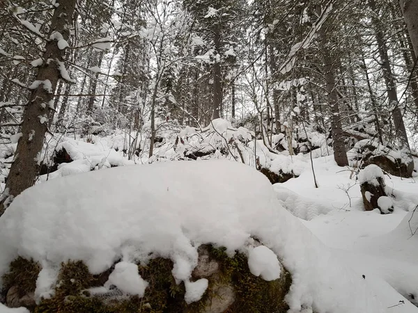 Árboles Cubiertos Nieve Crecen Cima Acantilado —  Fotos de Stock