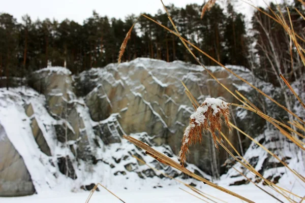 Herbe Sèche Tiges Dans Neige — Photo