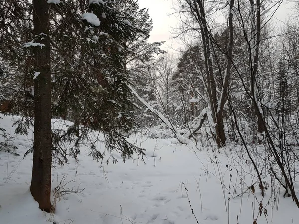Снежная Дорога Зимнем Лесу — стоковое фото