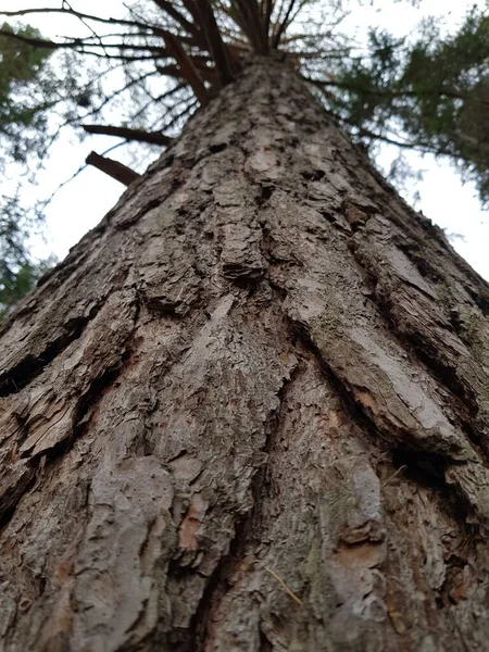 Кора Багажнику Старого Дерева — стокове фото