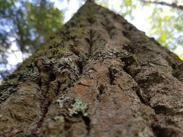 Kora Pniu Drzewa Stare — Zdjęcie stockowe