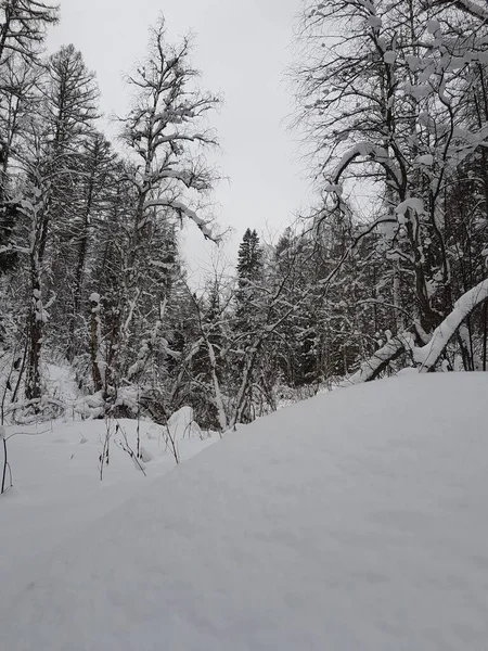 Árboles Nieve Bosque Invierno —  Fotos de Stock