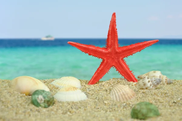 Red Starfish on beach — Stock Photo, Image