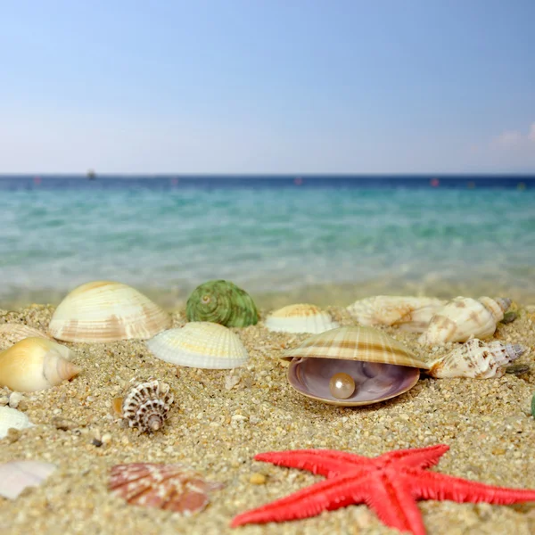 Deniz kabukları ve inciler