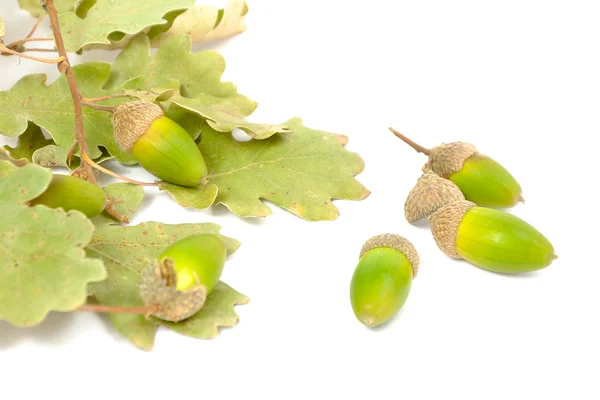 Een eiken moer - acorn op witte achtergrond — Stockfoto