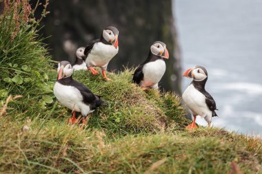 Puffin in iceland clipart