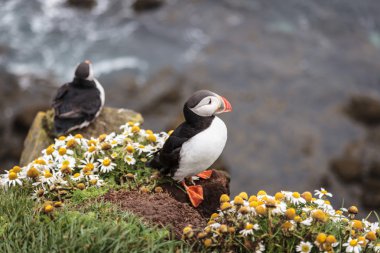 Puffin İzlanda