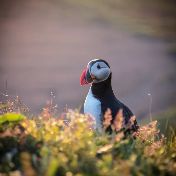 Lunnefågel på Island — Stockfoto