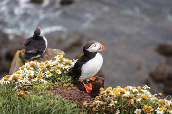 Puffin na Islândia — Fotografia de Stock