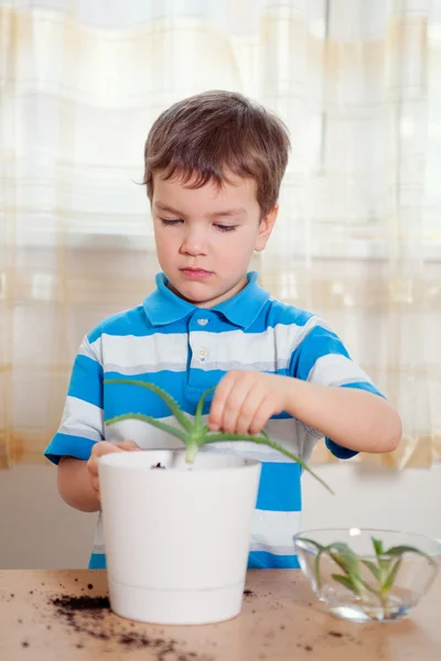 Junge setzt Pflanze in Topf — Stockfoto
