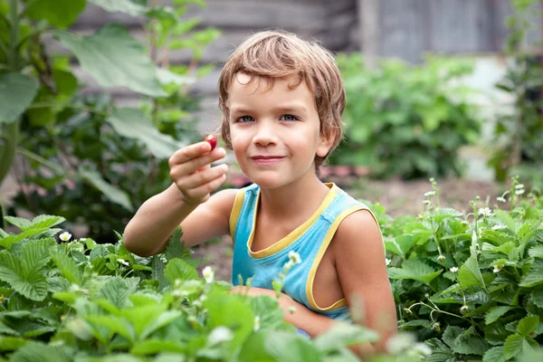 Schöner kleiner Junge sammelt Beeren im Garten — Stockfoto