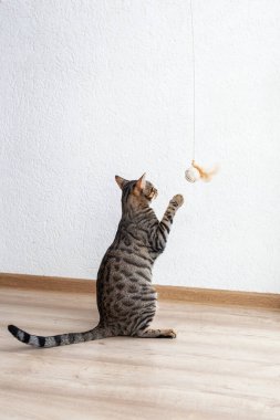 Bengal kedisi beyaz bir duvarın yanında tüyle oynuyor.