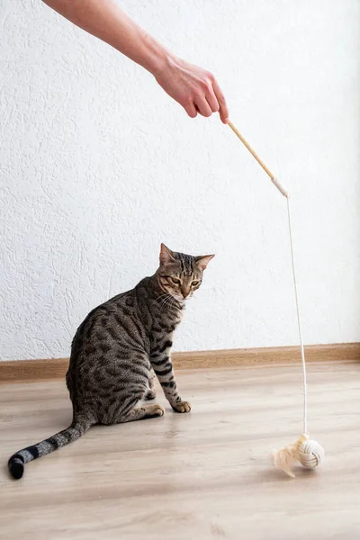 Bengaalse Kitten Speelt Met Een Veer Bij Een Witte Muur — Stockfoto