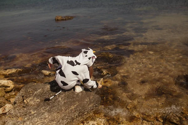 一个骑着母牛的女孩在海滨抛出了一艘纸船 — 图库照片